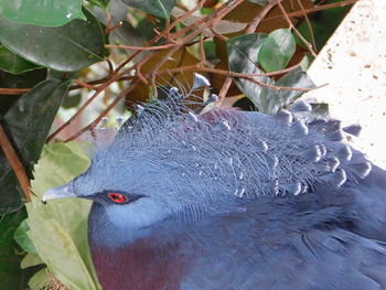 High angle view of bird