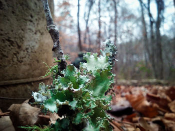 Close-up of plant against trees