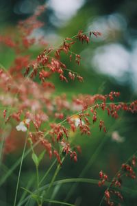 Close-up of red berries on plant