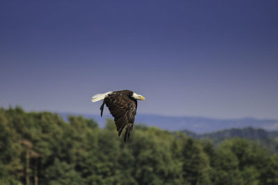 Eagle flying over trees against clear sky