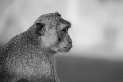 Close-up of a monkey