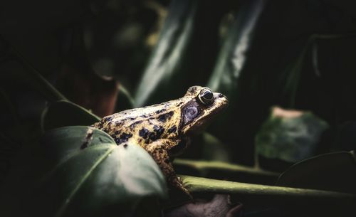 Close-up of frog on plant