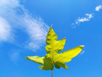 Close-up of yellow leaf against blue sky