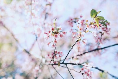 Low angle view of cherry blossom