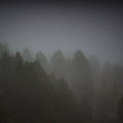 Trees in forest against sky