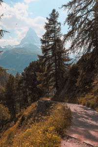 Road amidst trees against sky