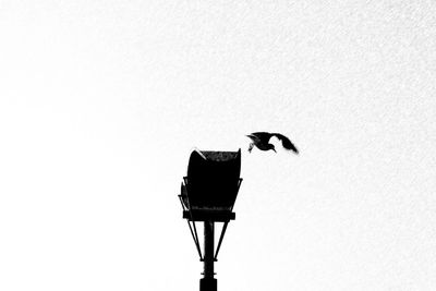 Low angle view of bird perching on street light against sky