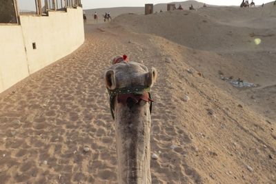 High angle view of horse on sand