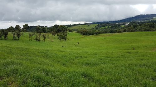 Scenic view of agricultural field against sky