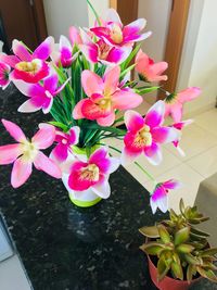 Close-up of pink flowering plant