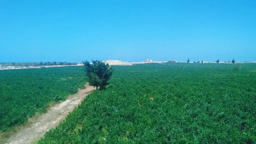 Scenic view of field against clear blue sky