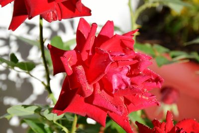 Close-up of red rose