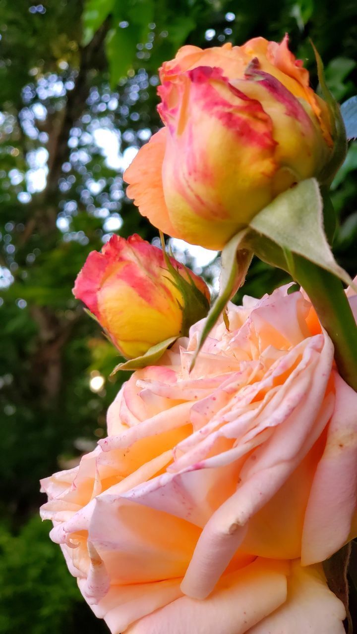 CLOSE-UP OF RED ROSE IN WATER