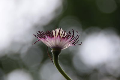 Close-up of pink flower blooming outdoors