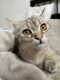 Close-up portrait of a cat at home