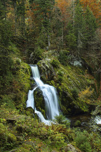 Scenic view of waterfall in forest