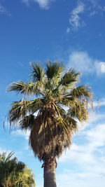 Low angle view of tree against blue sky