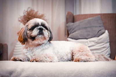Dog relaxing on sofa at home