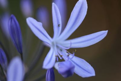 Close-up of purple crocus flowers