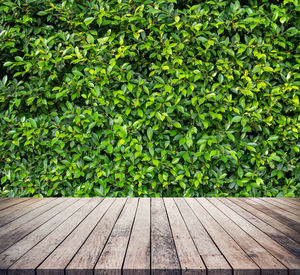 Footpath amidst trees in park