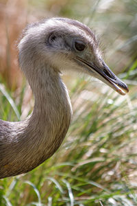 Close-up of bird