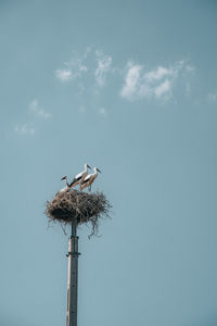 Low angle view of storks perching on roof in their nest against sky