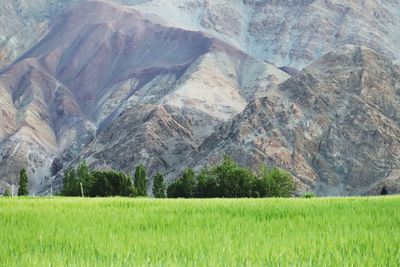 Scenic view of agricultural field