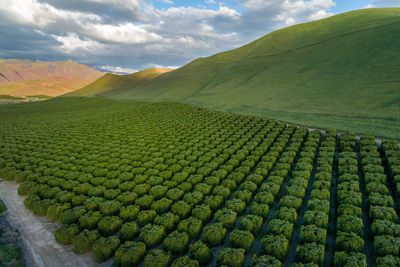 Olive plantation in bakersfield, california. beautiful sunset light