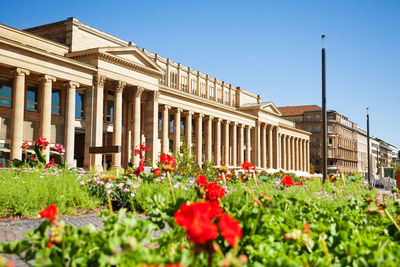 Red flowering plants in front of building