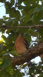 Low angle view of bird perching on tree