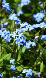 Close-up of purple flowering plants