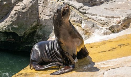 Woman standing on rock by pond at zoo