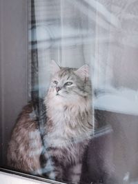 View of cat looking through window