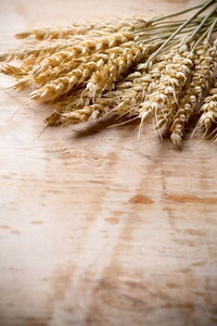 Close-up of wheat