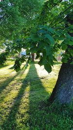 Shadow of trees on field