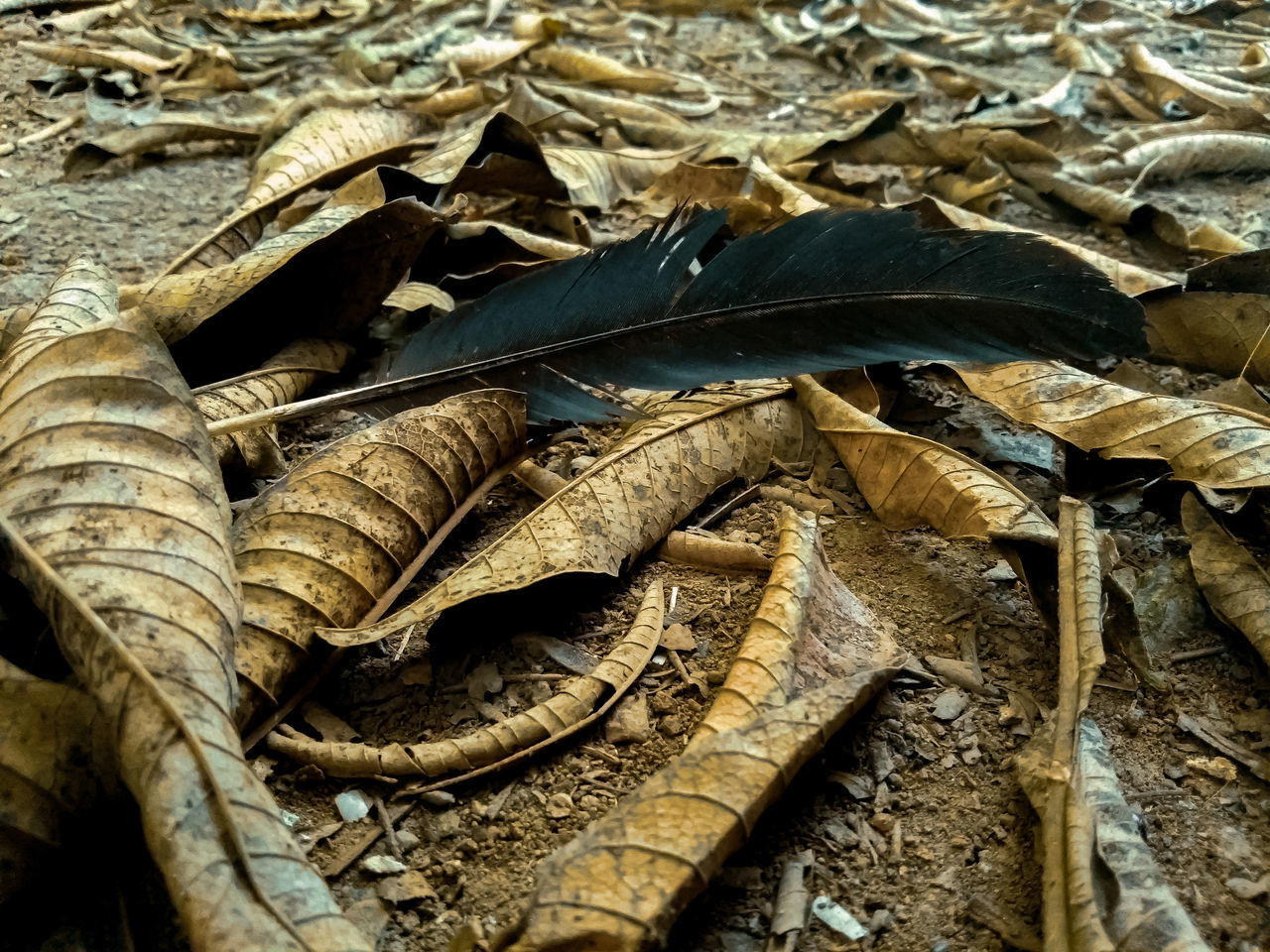 HIGH ANGLE VIEW OF DRIED LEAVES ON GROUND