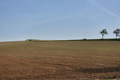 Scenic view of agricultural field against clear sky