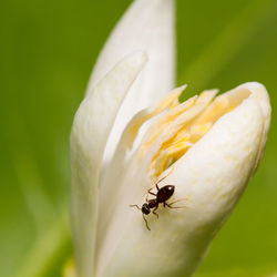 Close-up of insect on flower