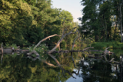 Reflection of trees in lake against sky