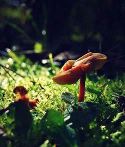 Close-up of mushroom in forest