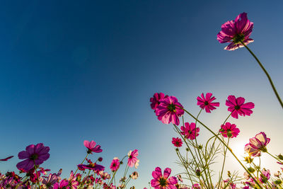 Kashihara city, nara prefecture cosmos field of fujiwara palace