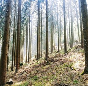 Trees growing in forest