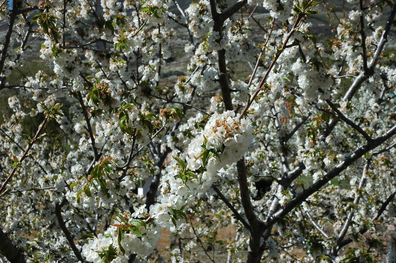 LOW ANGLE VIEW OF WHITE FLOWERING TREE AND PLANTS