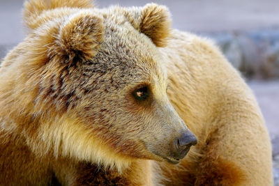 Close-up of yellow polar bear