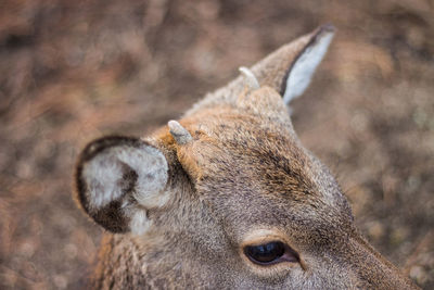 Close-up portrait of rabbit