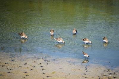 Ducks swimming in lake