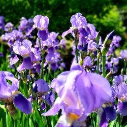 Close-up of purple crocus flowers in field