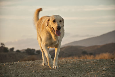 Dog standing on field against sky