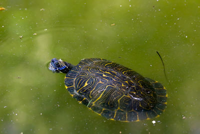 Close-up of turtle swimming in lake