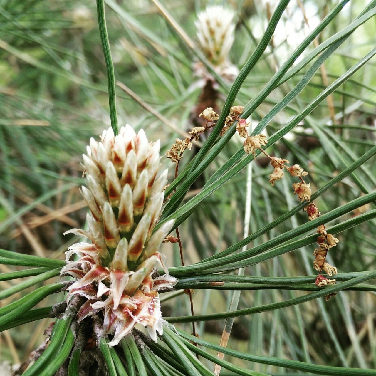 growth, flower, close-up, plant, freshness, focus on foreground, fragility, nature, beauty in nature, bud, stem, day, selective focus, outdoors, flower head, new life, botany, no people, green color, spiked